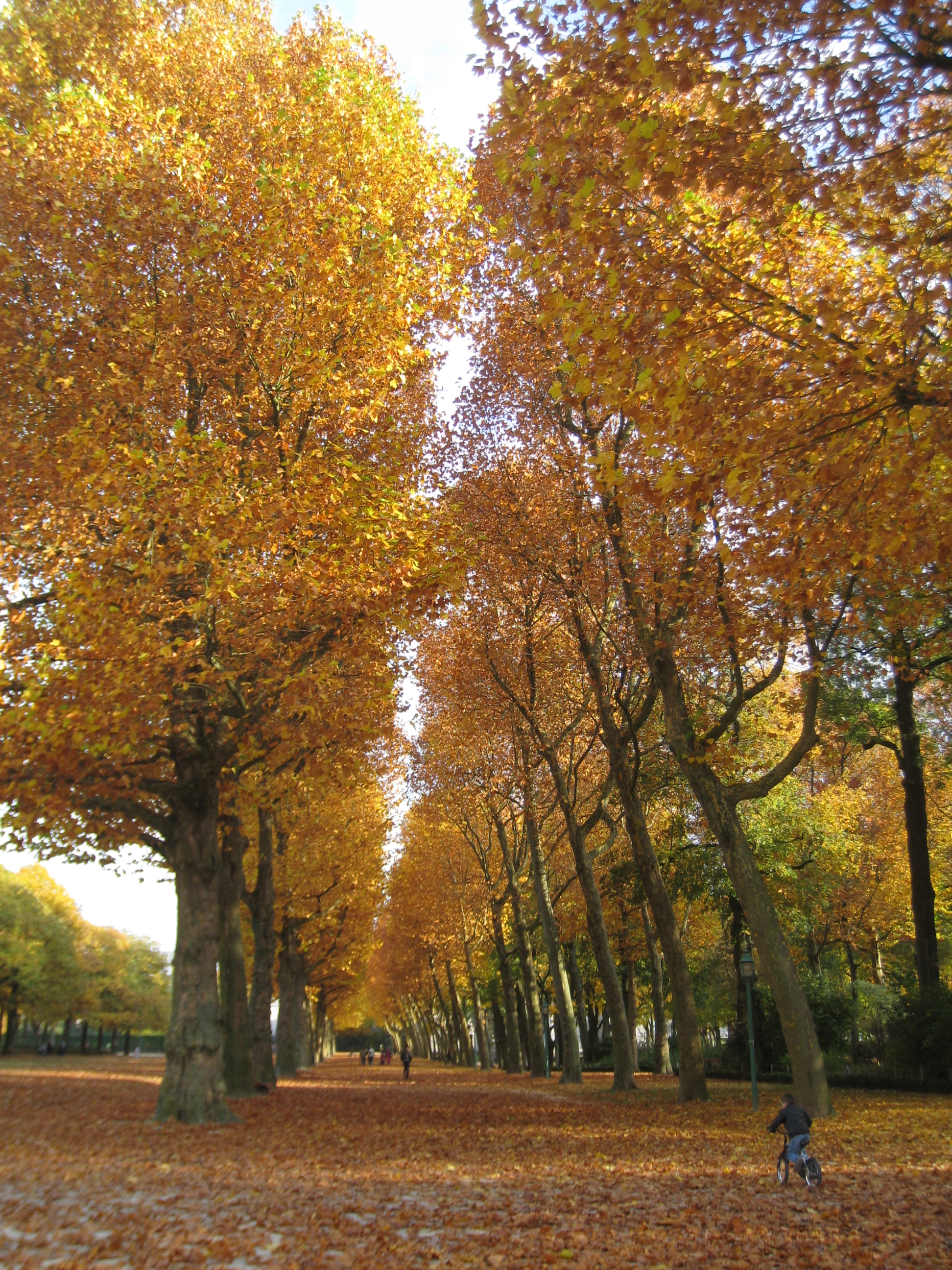 Autumn at Cinquantenaire