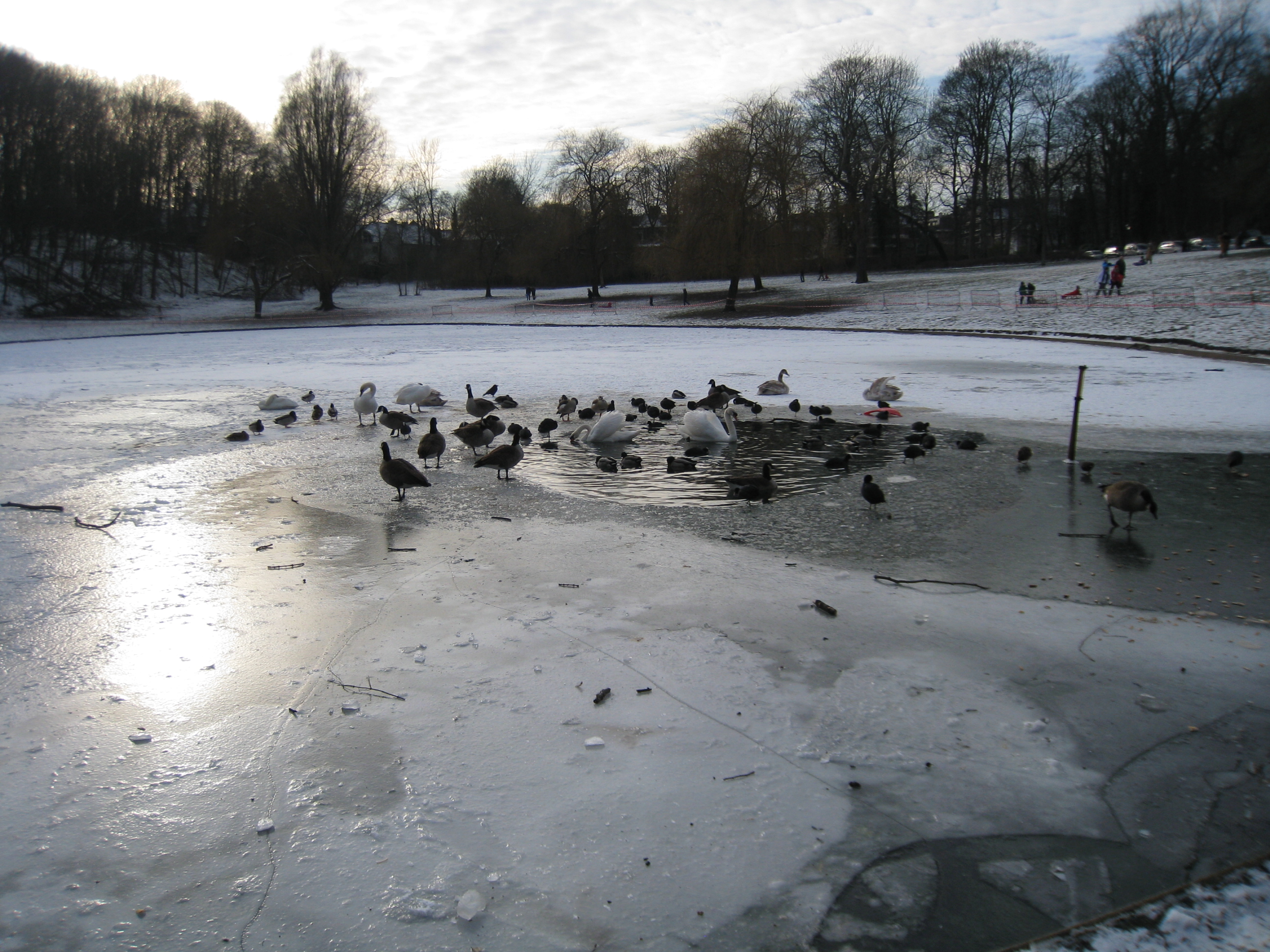Frozen Duck Pond