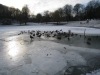 Frozen Duck Pond